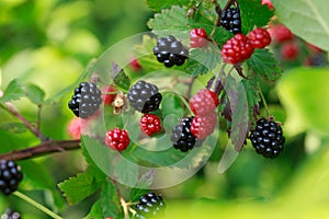 Closeup of Wild Blackberries