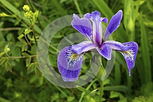 Closeup of wild blue flag iris Iris versicolor
