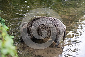 Closeup of a wild boar drinking water from a pond