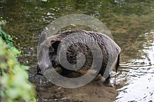 Closeup of a wild boar drinking water from a pond