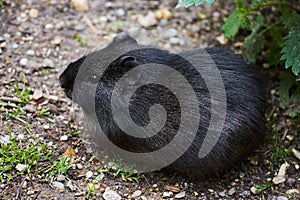 Closeup of wild Brazilian Guinea pig, Cavia aperea