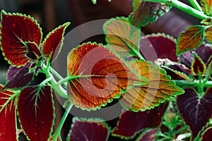 Closeup Wild Bright Pink Flower Burgundy green coleus leaf details close up. Potted flower is growing in home garden