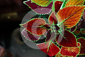 Closeup Wild Bright Pink Flower Burgundy green coleus leaf details close up. Potted flower is growing in home garden