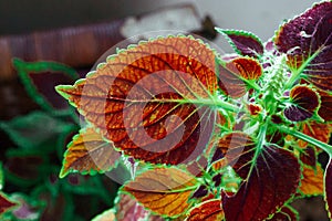 Closeup Wild Bright Pink Flower Burgundy green coleus leaf details close up. Potted flower is growing in home garden