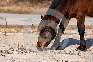 A closeup of a wild brown and black pony eating at Assateague Island