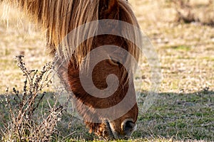 A closeup of a wild brown pony eating grass at Assateague Island