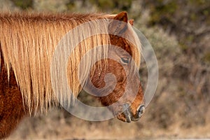 A closeup of a wild brown pony standing at Assateague Island