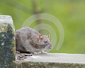 Closeup of a wild brown rat on a wall foraging seeds that had been left for the birds