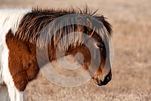 A closeup of a wild brown and white pony at Assateague Island