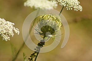 Closeup of wild carrot bud with blurred plants on background