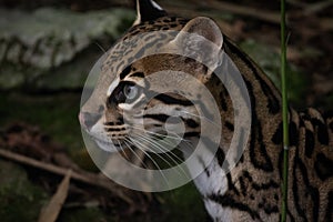 Closeup of a wild cat called Ocelot