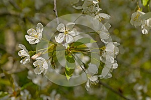 Closeup of wild cherry blossoms in spring