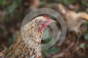 Closeup of a wild chicken guarding chicks.