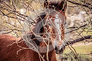Closeup of a wild colt horse peering through the shrubs
