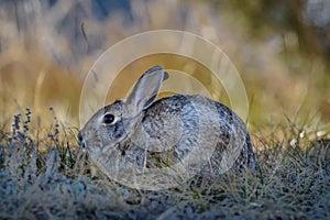 Closeup of a wild cottontail bunny rabbit in the field, meadow. Early morning. photo