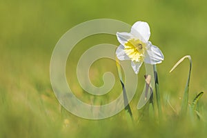 Closeup of wild daffodil flower or Lent lily, Narcissus pseudonarcissus, blooming in a meadow during Springtime season