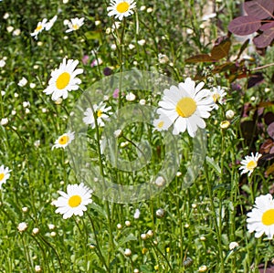Closeup of wild daisies in green grass for the summer