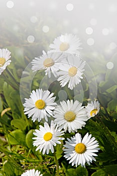 Closeup of wild daisy flowers. Romantic White daisy flower at sunny summer day