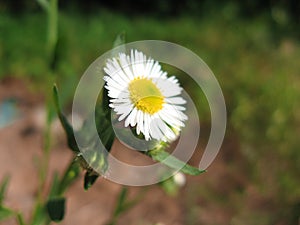 Closeup of wild daisy flowers