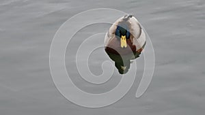 Closeup of wild duck floating on a lake