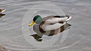 Closeup of wild duck searching food and diving underwater