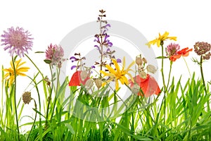 Closeup from a wild flower meadow, white background