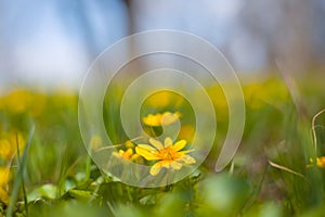 Closeup wild flowers on forest glade