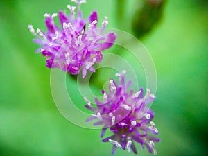 Closeup wild flowers and green grass for background and texture