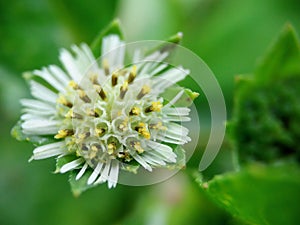 Closeup wild flowers and green grass for background and texture