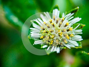 Closeup wild flowers and green grass for background and texture