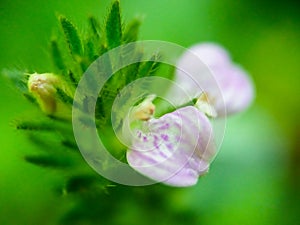 Closeup wild flowers and green grass for background and texture