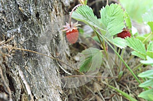 A closeup of wild forest strawberries by an old tree stump in the High Tatras Slovakia