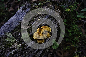 Closeup of wild fungi growing on a tree in a forest in the daylight