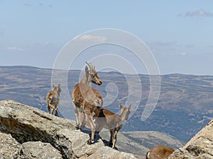 Closeup of wild goats on a rock in the mountainscape background