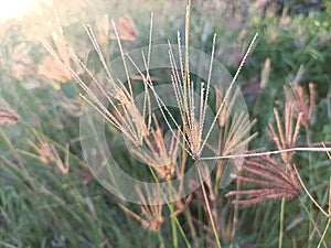Closeup of wild grass flowers background. Natural vintage nature backgrounds
