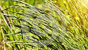 Closeup of wild grass on windy weather. Nature background