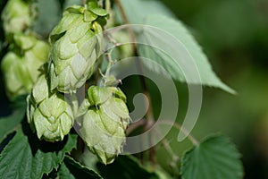 Closeup of wild green flowers of hops growing on a branch with leaves. The background is green. There is space for text