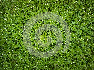 Closeup wild green grass texture with blooming tiny white flowers. Greening plants on a picturesque summer meadow. Different herb