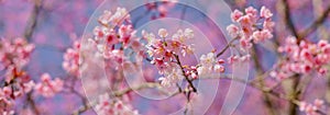 closeup of Wild Himalayan Cherry flower at park