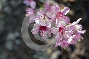 Closeup of Wild Himalayan Cherry (Prunus cerasoides) or thai sakura flower