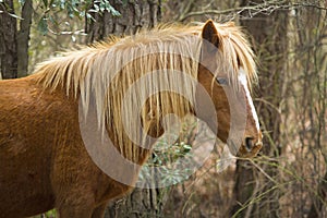 Closeup of wild horse in woods on Assateague Island, Maryland.