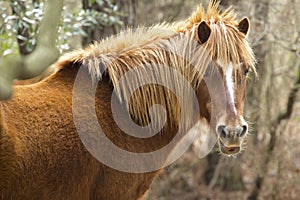 Closeup of wild horse in woods on Assateague Island, Maryland.
