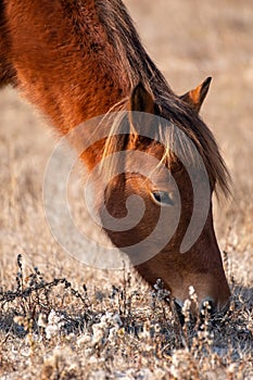 A closeup of a wild brown and white mare and her filly eating at Assateague Island