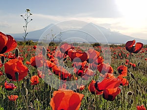 Closeup of wild poppies in the Ararat Valley with mount Ararat on the background in Armenia