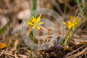 Closeup wild prairie flowers