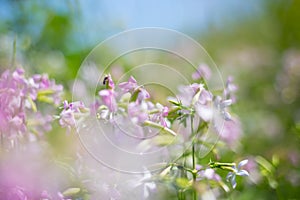 Closeup wild prairie flowers