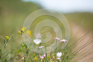 Closeup wild prairie flowers