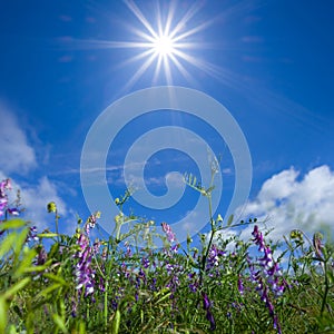 Closeup wild prairie flowers under sparkle sun