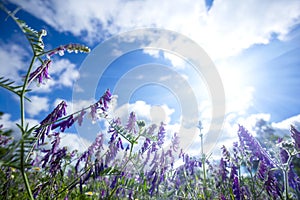 Closeup wild prairie flowers under sparkle sun