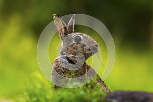 Closeup of a wild Rabbit Oryctolagus cuniculus in a forest